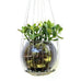 Disk Brake Hanging Planter, Home goods, elevated, upcycled, unique, handmade, chicago, bike parts, Bike gifts, LINKS by Annette